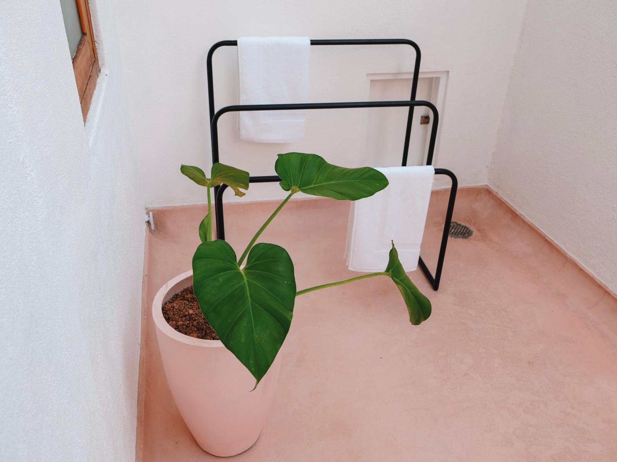 Animals Hotel Ahangama Phòng bức ảnh